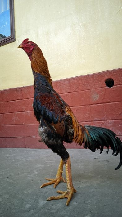 Майский дакан шоже