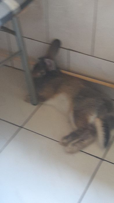 Animale Iepure de companie,casă.