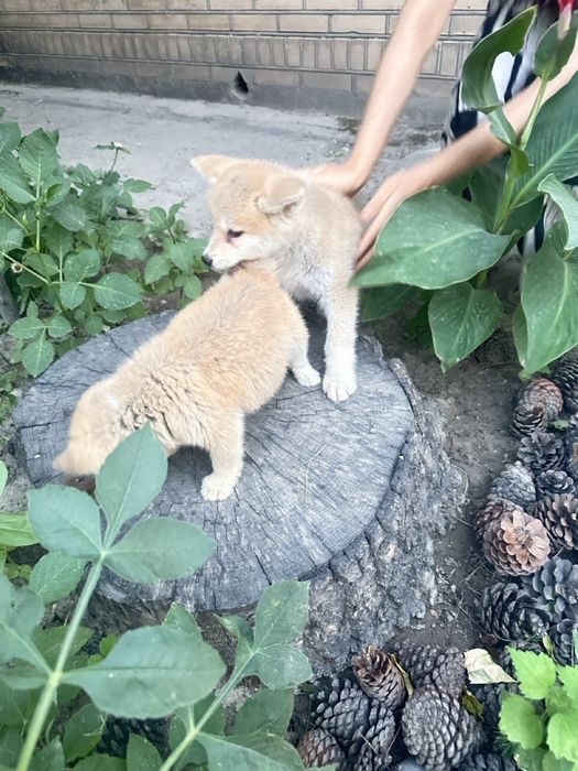 Японская Акита Ину- хатико