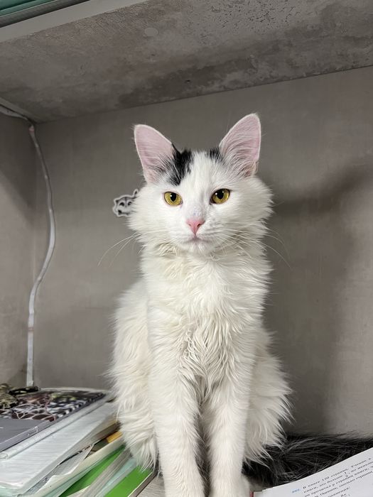 Хороший кот бесплатно.