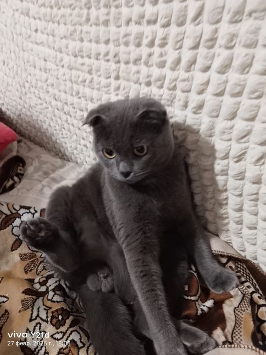 Ищем кошку для вязки