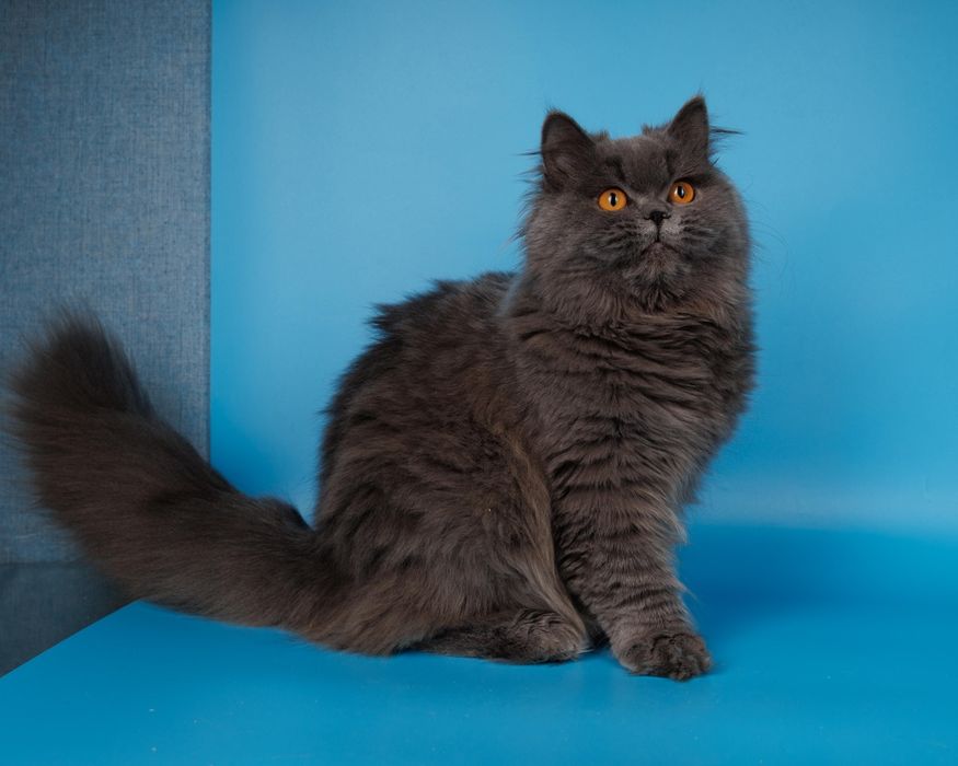 Длиношерстные британские котята