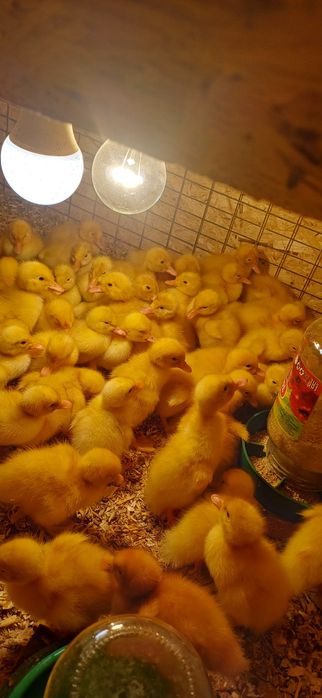 утята Агидель суточные