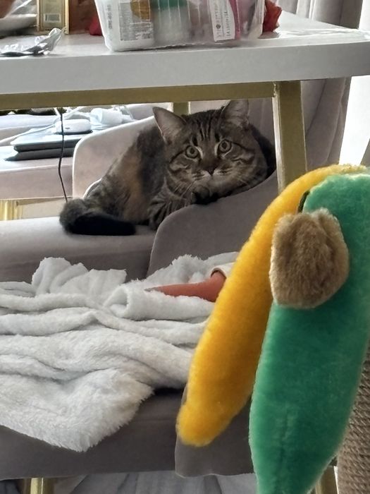 СРОЧНО! Ищем нового хозяина