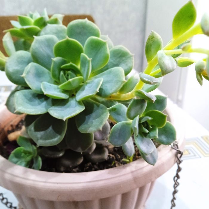 Эхеверия изящная.