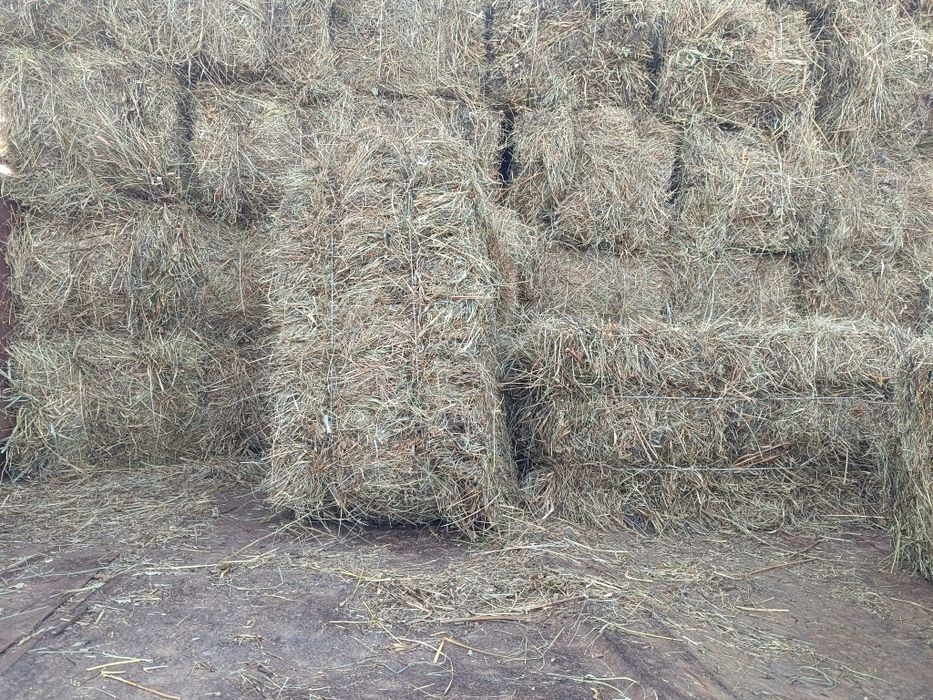 Сено,салома Тюки квадратные