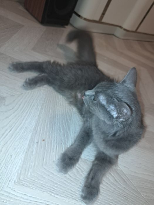 Отдаю кошку бесплатно
