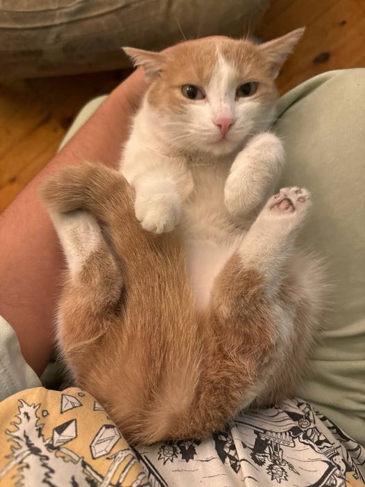 Отдам кошку в добрые руки