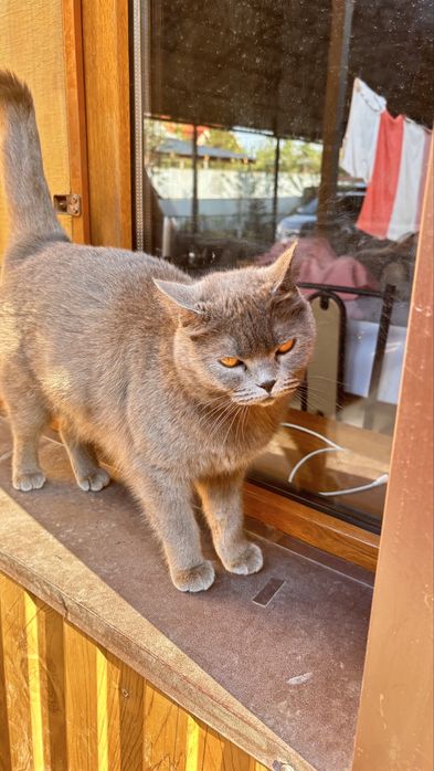 Кошка британская