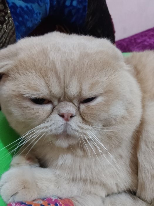 Келишадиган жойи бор