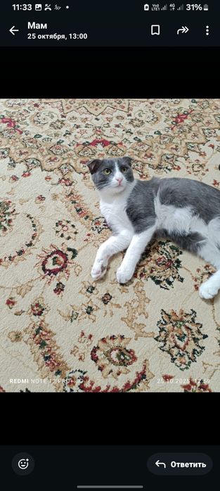 Одам котика мальчик вислоухий