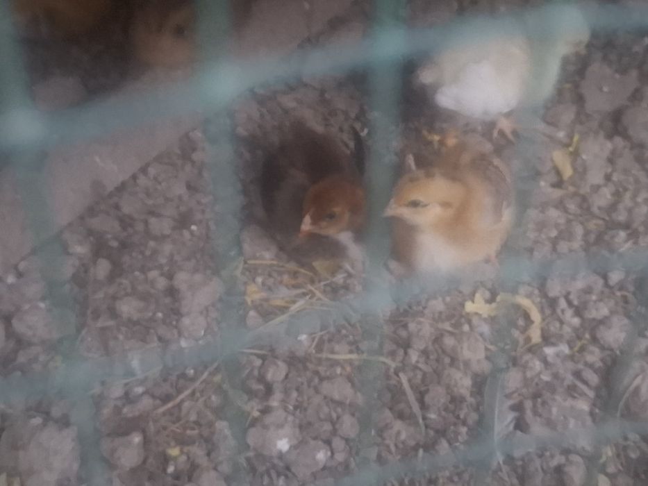 Xanxyap toza zotli jo'jalar