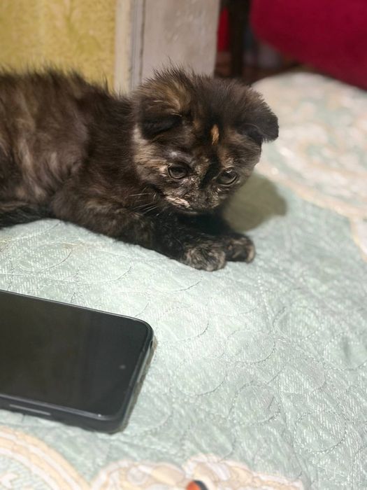 кошка британской. 500000сум