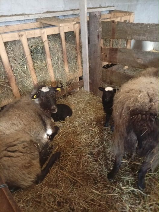 Oi romanov de vanzare