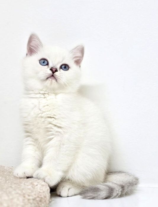 Котики и кошечки британские