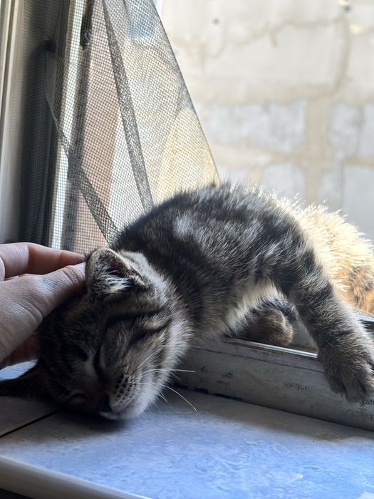 Пристраиваю котенка