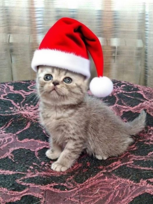 Шотландские прямоухие котята.