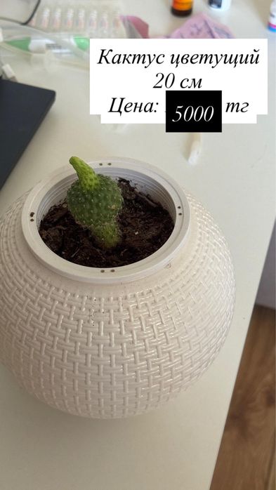 Продам домашние цветы