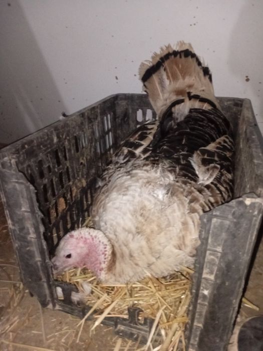 Kurk kurka va tuxum sotiladi kurk kurka 700ming tuxum 10000sum