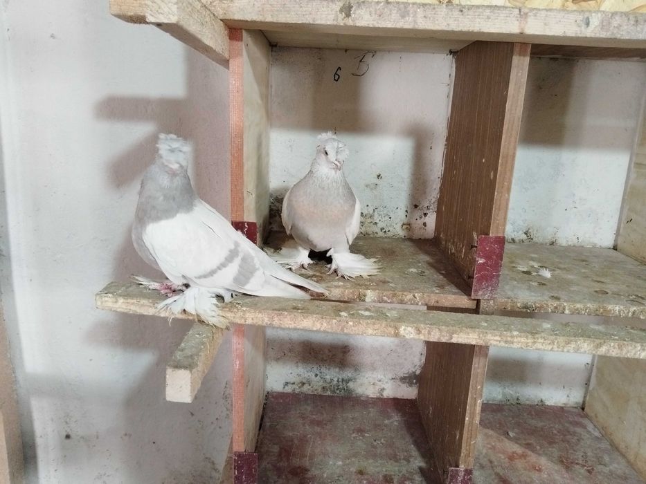 Продам голубей...