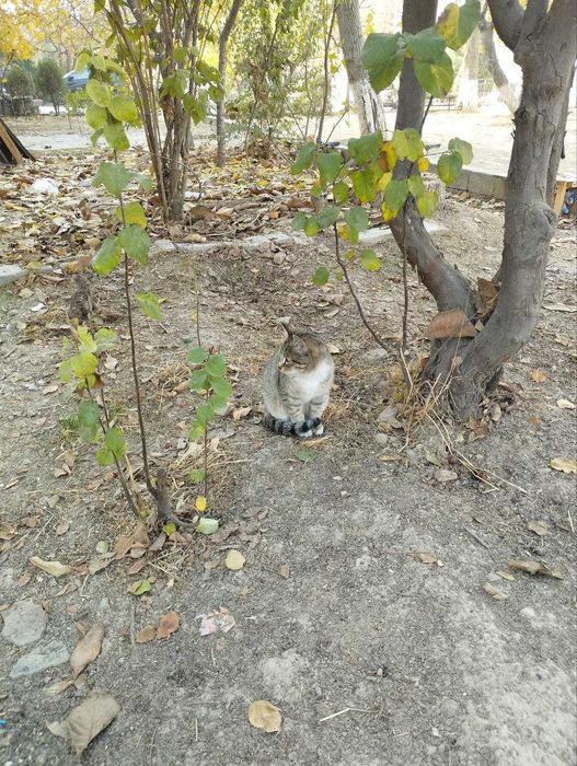 Красивая молодая кошечка, 6 месяцев.