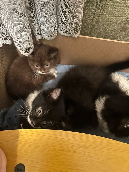 Котята в добрые руки