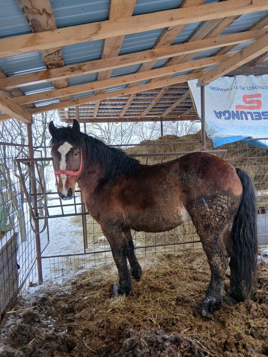 Armăsar disponibil pentru montă