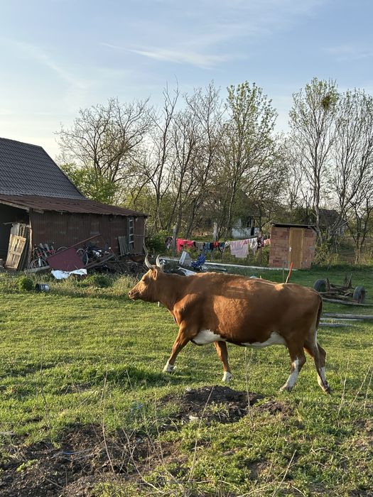 Vand 8 vaci mai multe detali la numarul de telefon