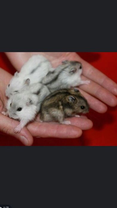 Кореллы ручные птенцы