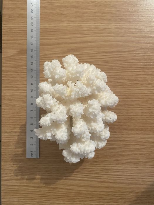 Белый красивый коралл