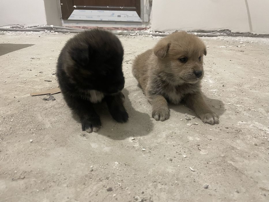 Donez  Catelusi 7 saptamani