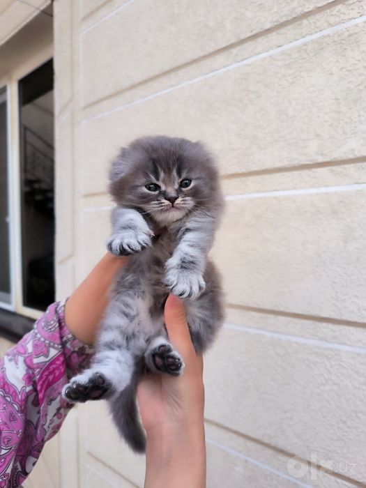 Котёнок на продажу   Мушучамиза сотилади