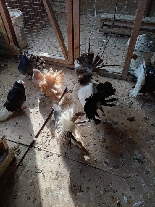 Голуби павлины кептер