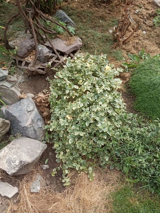 Девичий виноград Вичи