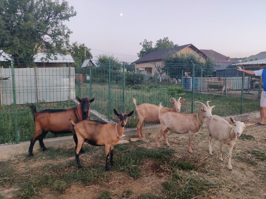 Vând capre Saneen și Alpina franceza