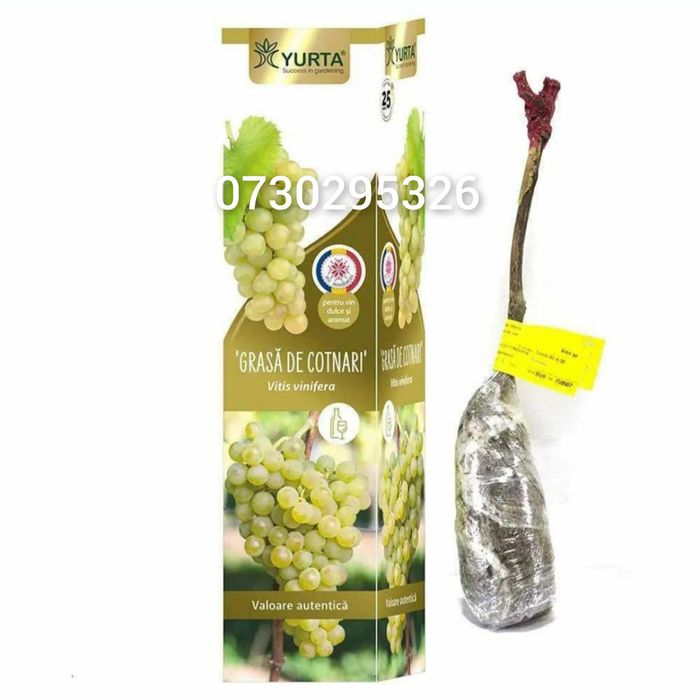 Vând Butași viță de vie Altoita și Hibrida anul 2 și 3