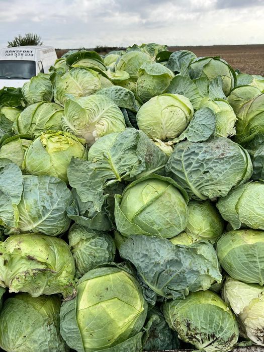 Vând varza de Buzău, cu frunza subțire, numai buna de murat!