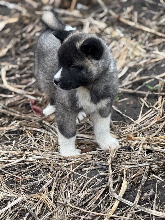 Американска Акита – 2 месеца