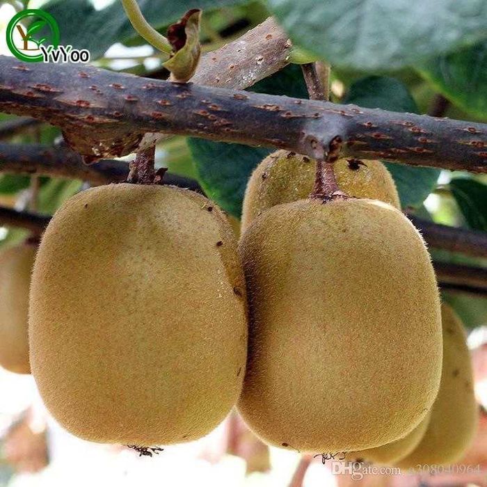 Киви Голд-Златно киви