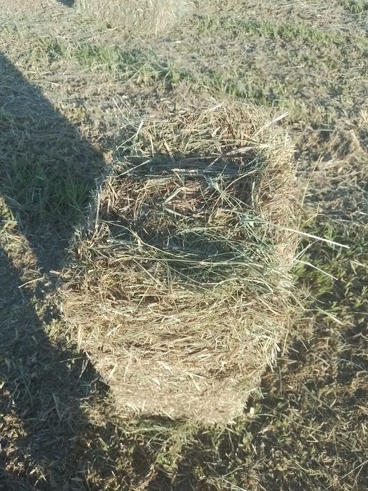 Продам сено разнотравье. Самовывоз.