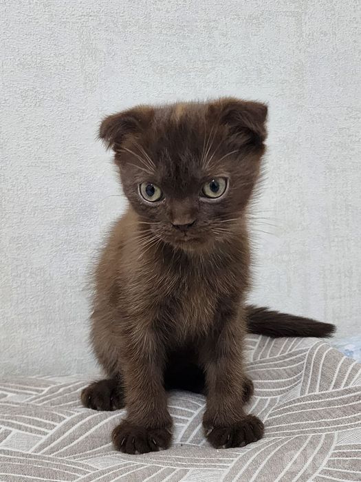 Котёнок вислоухий скоттиш фоолд