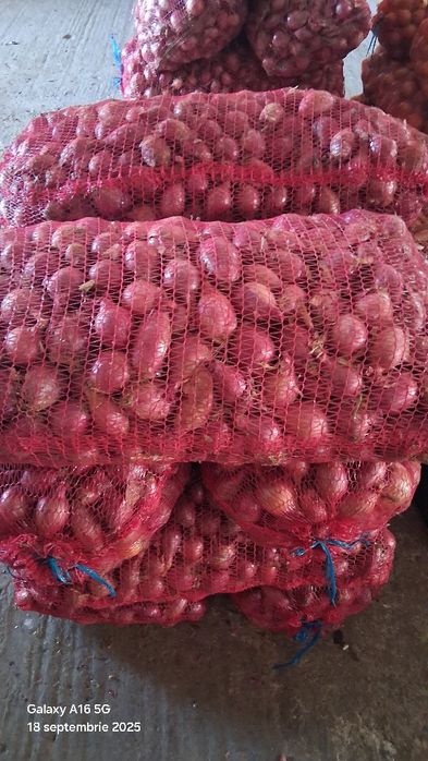 Ceapă albă și roșie de vânzare!
