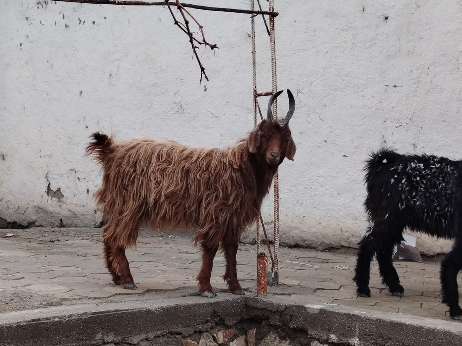 Semiz Sarka va moda qisir uloqlar sotiladi narxi