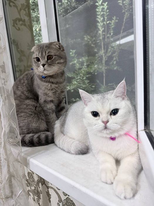 Кот вислоухий серый