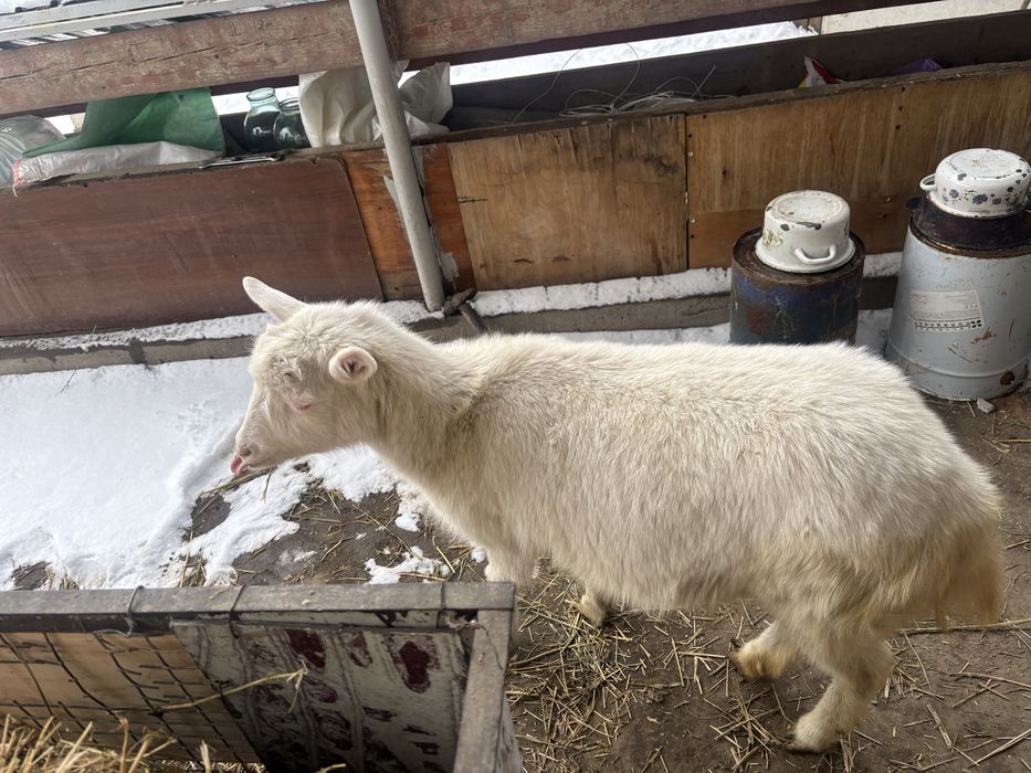 Козы молочные обмен интересно