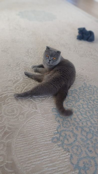 Отдам даром шотландскую кошку
