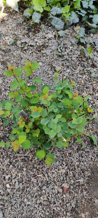 Продается спирея белая