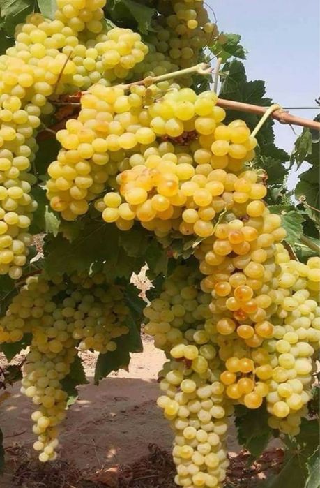 Domenile Panciu struguri de vin de cea mai inalta calitate
