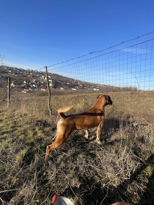 Catel Boxer doar in Iasi