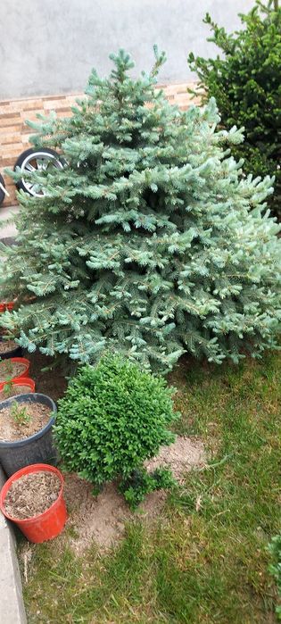 Арча  жуда чиройли буй 1м 50см  1м 70см. 2та